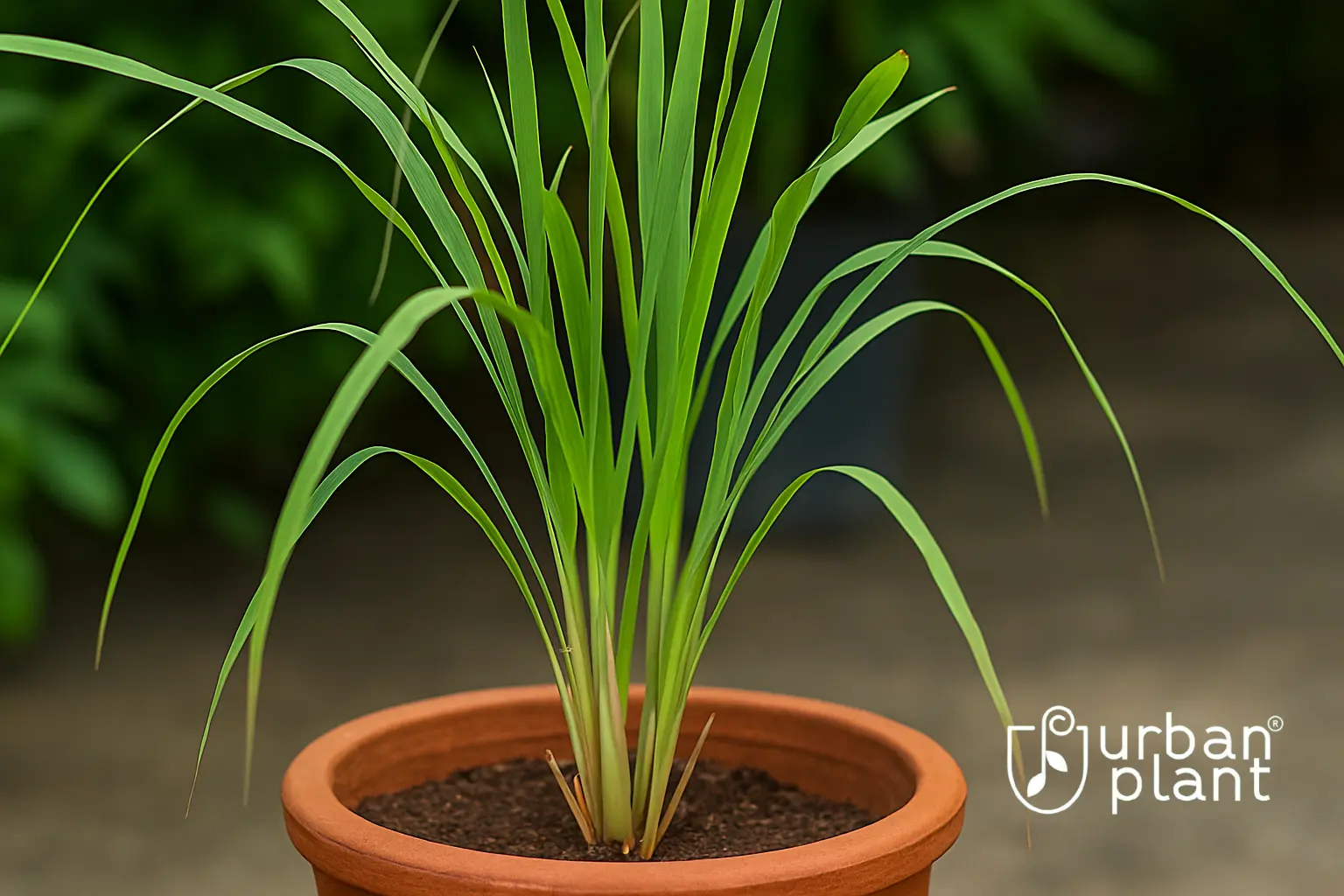 Lemongrass plant in a terracotta pot by Urban Plant